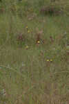 Carolina yelloweyed grass